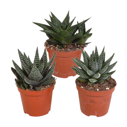 Mix van 3 Gasteria’s en Haworthia’s in verschillende kleuren, hoogtes en vormen – kamerplanten van topkwaliteit