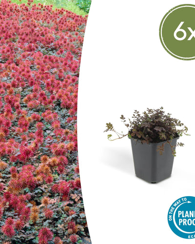 Acaena microphylla ‘Kupferteppich’ – Koperachtige bodembedekker