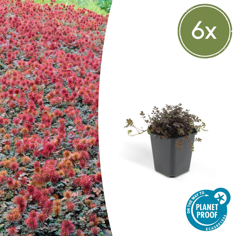 Acaena microphylla ‘Kupferteppich’ – Koperachtige bodembedekker