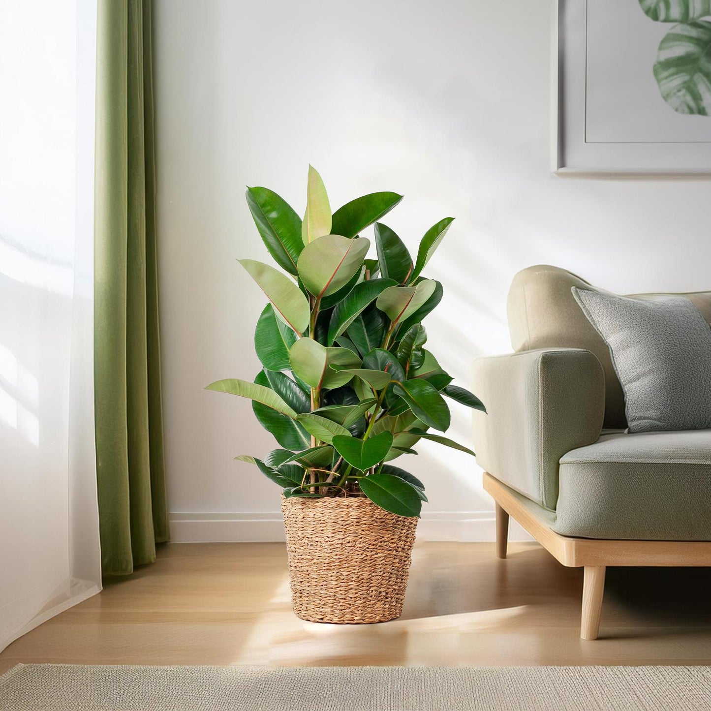 Ficussen zijn al jaren zeer populaire kamerplanten. De plant is populair door de vele soorten en maten die er zijn. Hij wordt ook wel eens Rubberboom, vioolbladplant of tabaksplant genoemd en komt oorspronkelijk uit het westen van Afrika. In ons assortiment vind je onder andere de Ficus Lyrata met groot blad, Ficus Benjamina, die ook wel Treurbijg word genoemd, met klein blad en de Ficus Microcarpa die lijkt op een bonsaiboom.