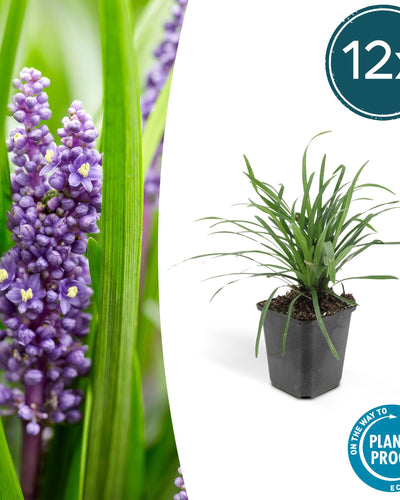 Liriope muscari 'Big Blue' - ↕10-25cm - Ø9cm. 12 stuks - Planttoday