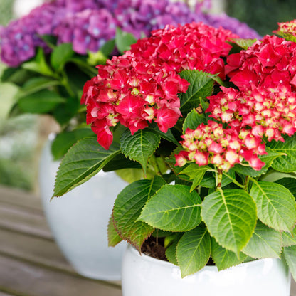 Hortensia - Hydrangea Forever & Ever - Rood - 7-12 Bloemen - 2 Planten - Pot 23cm Hoogte 55cm
