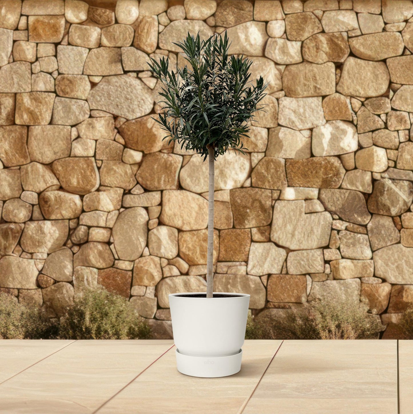 Nerium Oleander op stam met witte bloemen, hoogte circa 170 cm, geplant in een pot van 40 cm diameter, geschikt voor binnen en buiten, met glanzende groene bladeren.