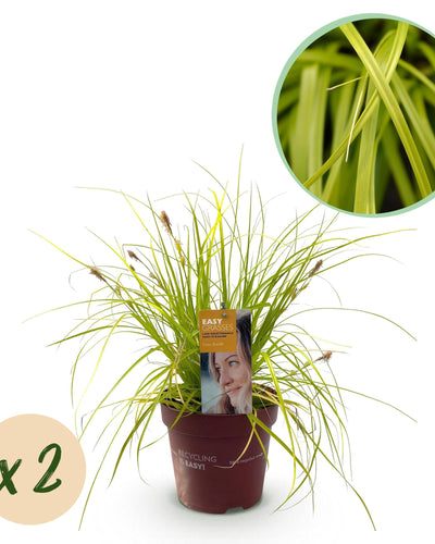 "Carex oshimensis ‘Everillo’ – siergras met gele bladeren, set van 2 planten in pot Ø17cm, hoogte circa 50cm."
