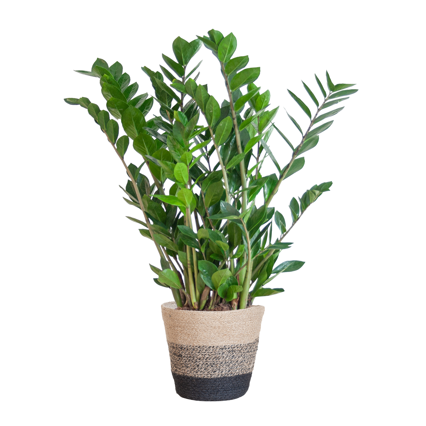 Zamioculcas Zamiifolia combi deal Kamerplant | ZZ Plant