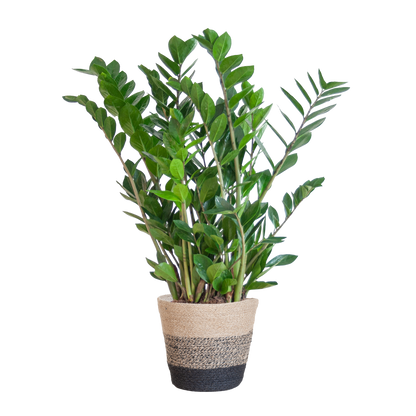 Zamioculcas Zamiifolia combi deal Kamerplant | ZZ Plant