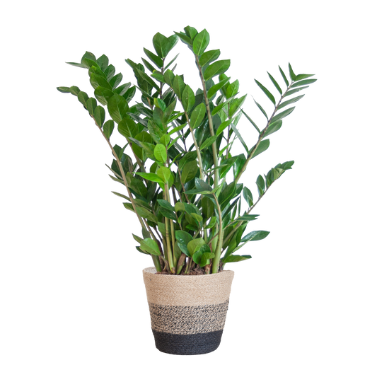 Zamioculcas Zamiifolia combi deal Kamerplant | ZZ Plant