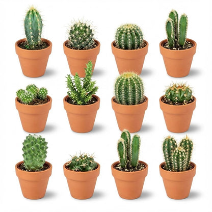 12 x Mini Cactus Mix | Terracotta Potten