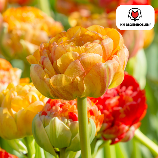 Tulpenbollen Gudoshnik Double – 20 stuks – Geel, Oranje & Rood – Dubbelbloemige Pioentulp – KH Bloembollen®