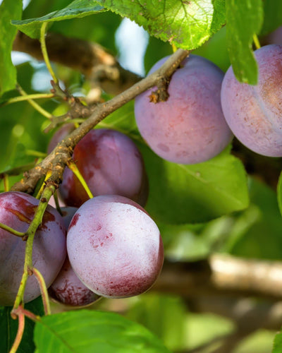 Prunus domestica 'Opal' Buitenplant | Pruimenboom
