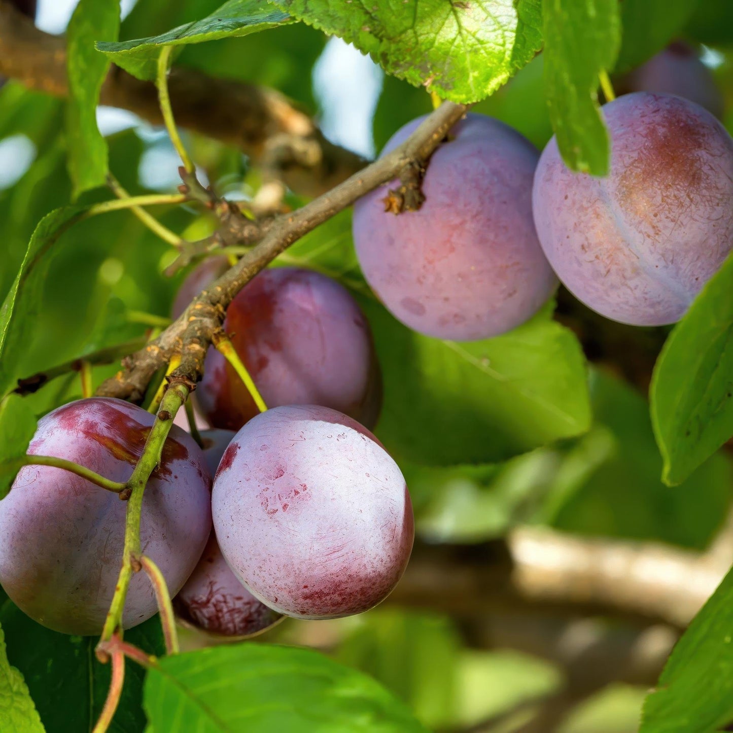 Fruitplant - Pruimen boom - Prunus domestica Opal - Geel Rode Vrucht - Pot 21cm Hoogte 90cm
