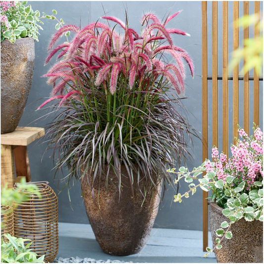Compact lampenpoetsersgras Tiny Tails – siergras voor border of terras