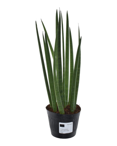 Sansevieria cylindrica Bacularis – Mikado kamerplant – pot Ø10,5 cm – stijve zwaardvormige bladeren"