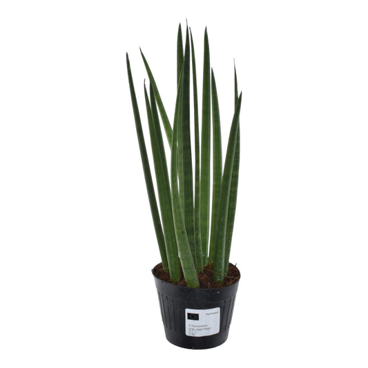 Sansevieria cylindrica Bacularis – Mikado kamerplant – pot Ø10,5 cm – stijve zwaardvormige bladeren"