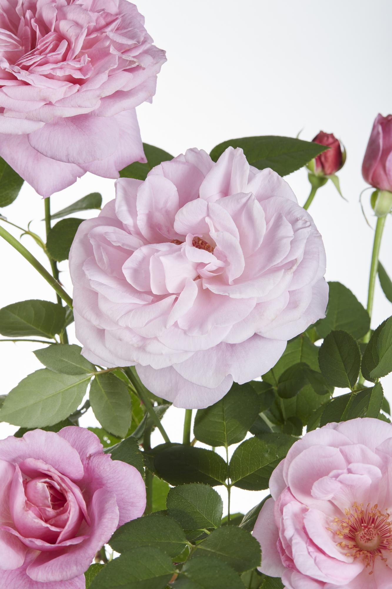 Rosa Crazy in Love ‘Pink’ – roze klimroos in pot Ø15cm, hoogte 65cm – bloeit van juni tot vorst met glanzend groen blad.