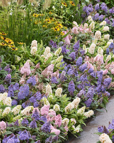 3 x Tuinplant | Buddleja davidii Butterfly Candy Little Tricolour | Vlinderstruik | Compact - Roze-Wit-Lila