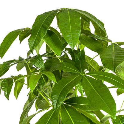 Pachira Aquatica | Kamerplant | Waterpalm