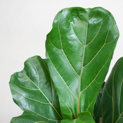Ficus Lyrata – Vioolbladplant circa - 80 cm met Grijze Viber Pot – Ø21 cm – Duurzame Kamerplant