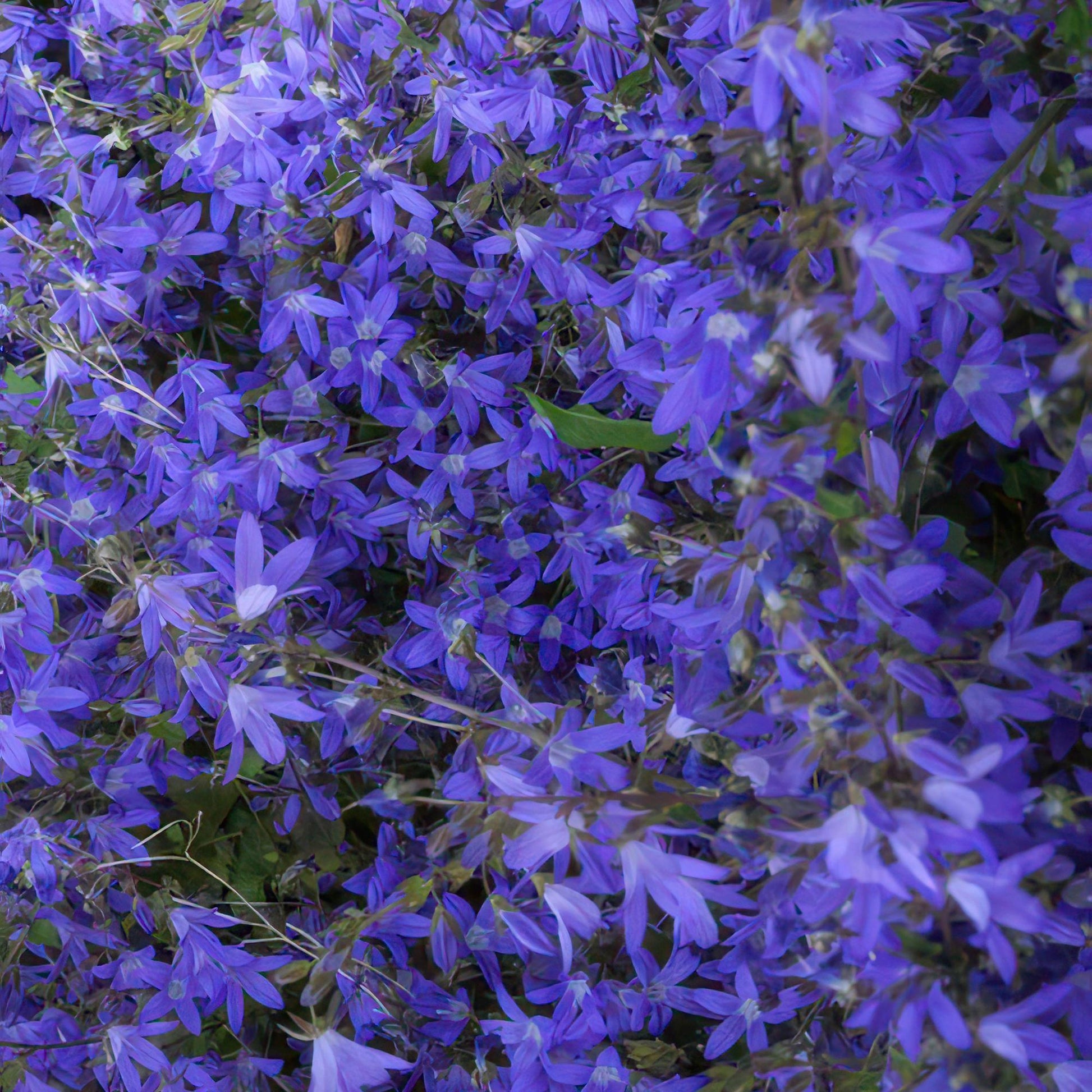 Campanula portenschlagiana ‘Stella’ met blauwe bloemen – laagblijvende bodembedekker voor zon en schaduw, ideaal voor borders en muurtjes