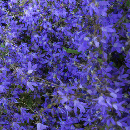 Campanula portenschlagiana ‘Stella’ met blauwe bloemen – laagblijvende bodembedekker voor zon en schaduw, ideaal voor borders en muurtjes