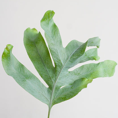 Phlebodium aureum 'Blue Star' | Kamerplant | Blauwvaren | met Mand