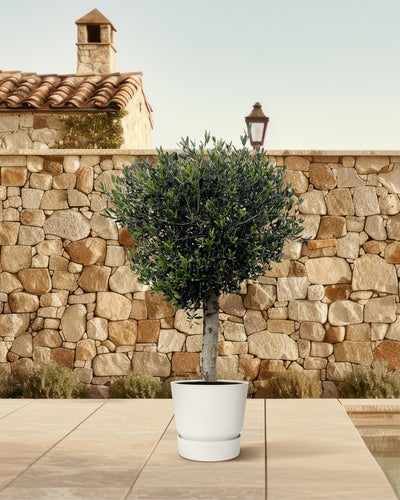 Grote olijfboom met zilvergroen blad voor tuin en terras