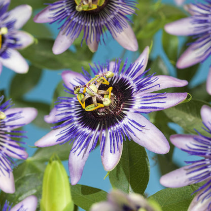 2 x Passion Flower -|Passiflora Damsels Delight | Purple with White Flower
