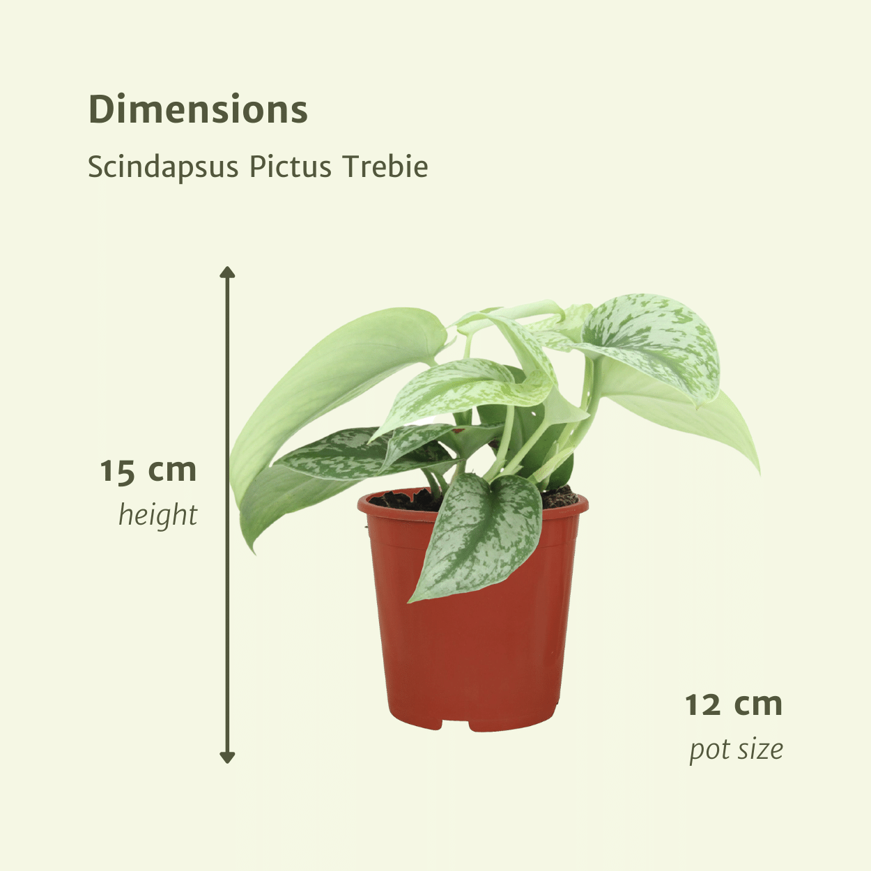Scindapsus Pictus Trebie Epipremnum, hang- of klimplant in Ø12 cm pot. top plant