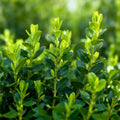 4 x Buxus Haag | Babylon Beauty | Resistant tegen de Buxus schimmel