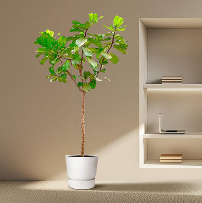 Ficus Lyrata boom XXXL | Mega kamerplant