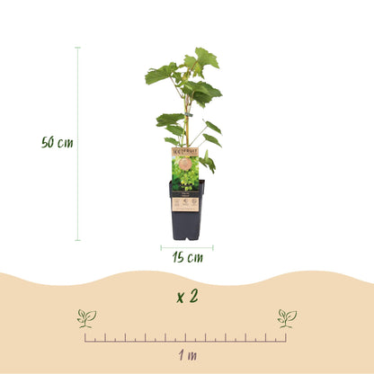 Paarse & Witte Druif -  Vitis vinifera Vanessa & Himrod  - Pitloos - 2 planten - Pot 15cm Hoogte 50cm