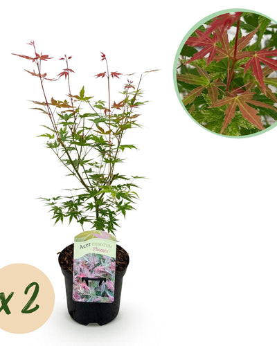 Acer palmatum Phoenix – Prachtige Japanse esdoorn