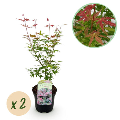 Japanischer Ahorn – Acer palmatum Phoenix – rosa – 2 Pflanzen – laubabwerfend – Topf 19 cm, Höhe 70 cm