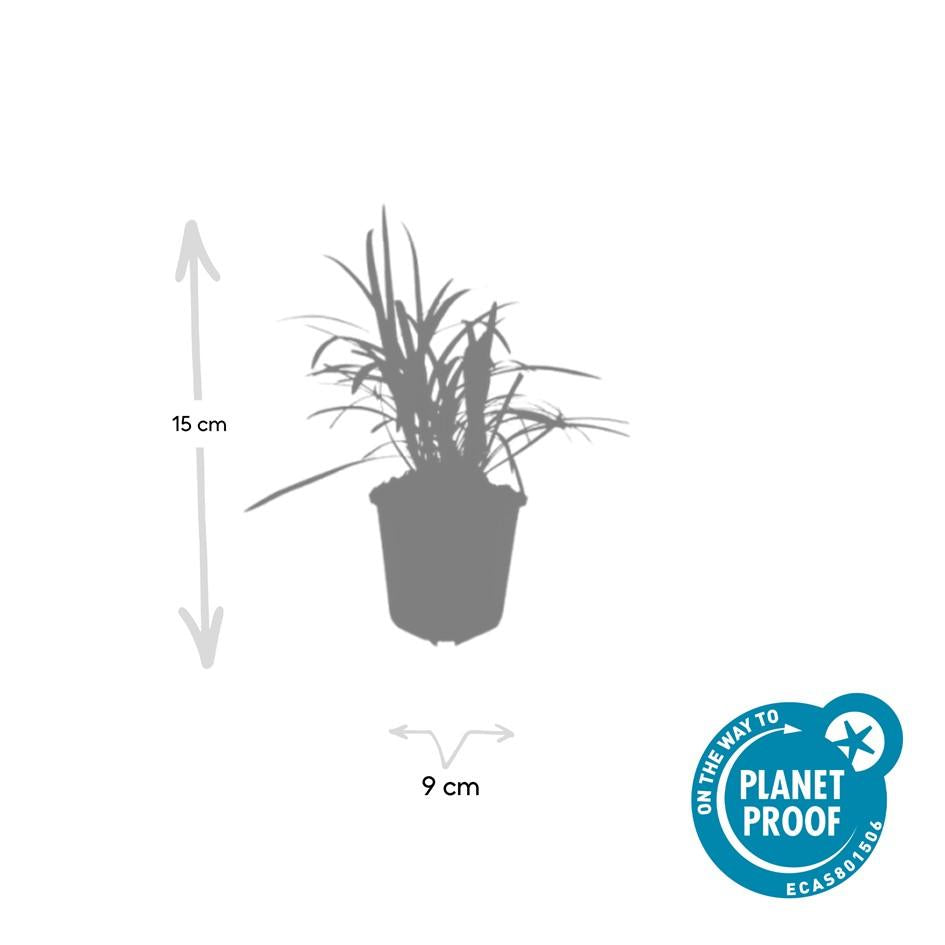 40x Liriope muscari 'Moneymaker' - ↕10-25cm - Ø9cm
