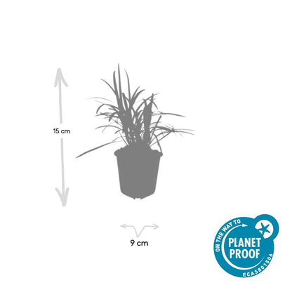 40x Liriope muscari 'Moneymaker' - ↕10-25cm - Ø9cm