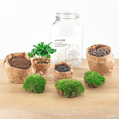 "DIY terrarium met Coffea Arabica in glazen fles met kurk – Ø18 cm x H28 cm – zelfvoorzienend ecosysteem" Voor ouderen, opa's , papa's en kinderen.