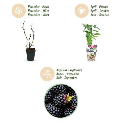 3 x Fruit Plants | Thornless Blackberry | Rubus Thornfree | Black Blackberry