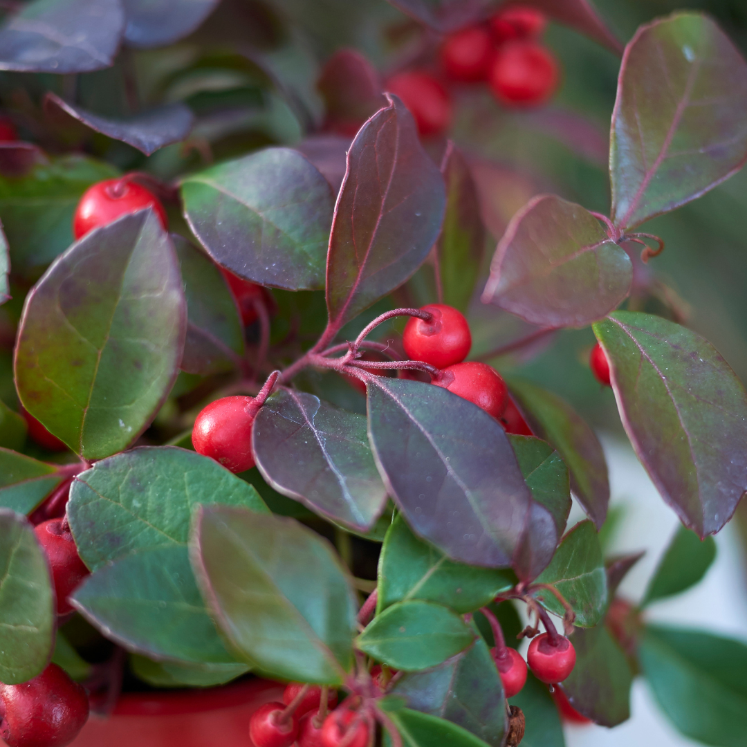6x Gaultheria procumbens 'Big Berry' | Tuinplanten
