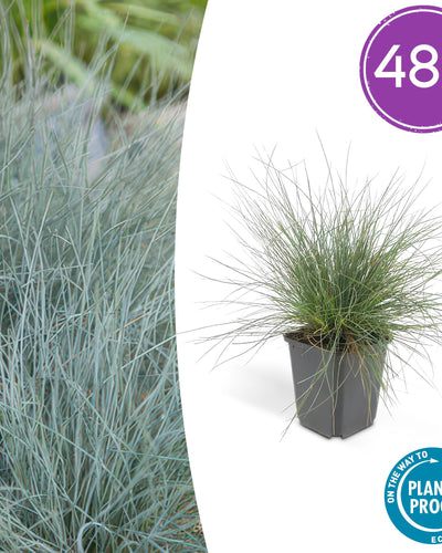 Festuca glauca ‘Elijah Blue’, blauw schapengras met blauwgrijze bladeren en witte pluimpjes, geschikt voor borders, rotstuinen en potten.