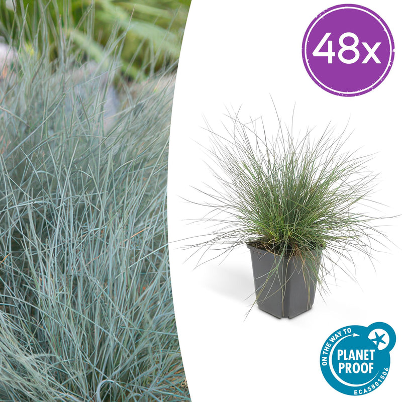 Festuca glauca ‘Elijah Blue’, blauw schapengras met blauwgrijze bladeren en witte pluimpjes, geschikt voor borders, rotstuinen en potten.