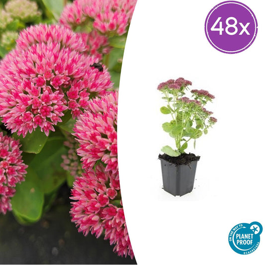 48x Sedum 'Herbstfreude' – winterharde vetplant met roze bloemen in nazomer en herfst, bijen- en vlindervriendelijk, ideaal voor borders en rotstuinen