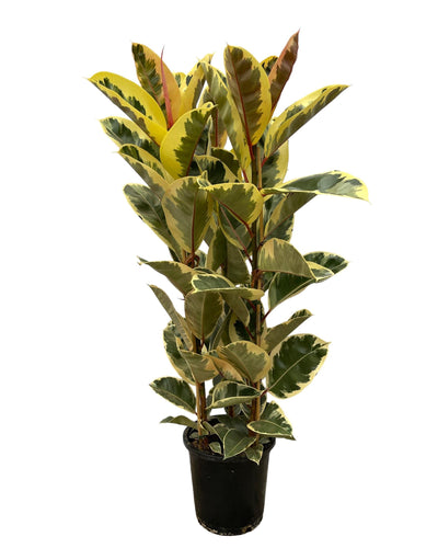 Ficus Elastica ‘Tineke’ – rubberplant van ±150 cm hoog met grote glanzende donkergroene bladeren in pot Ø28cm"