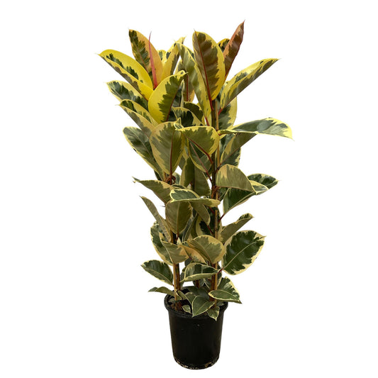 Ficus Elastica ‘Tineke’ – rubberplant van ±150 cm hoog met grote glanzende donkergroene bladeren in pot Ø28cm"