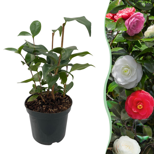 Sträucher – Camelia japonica Tricolor – Blüte rosa, weiß und rot – Topf 15 cm, Höhe 30 cm