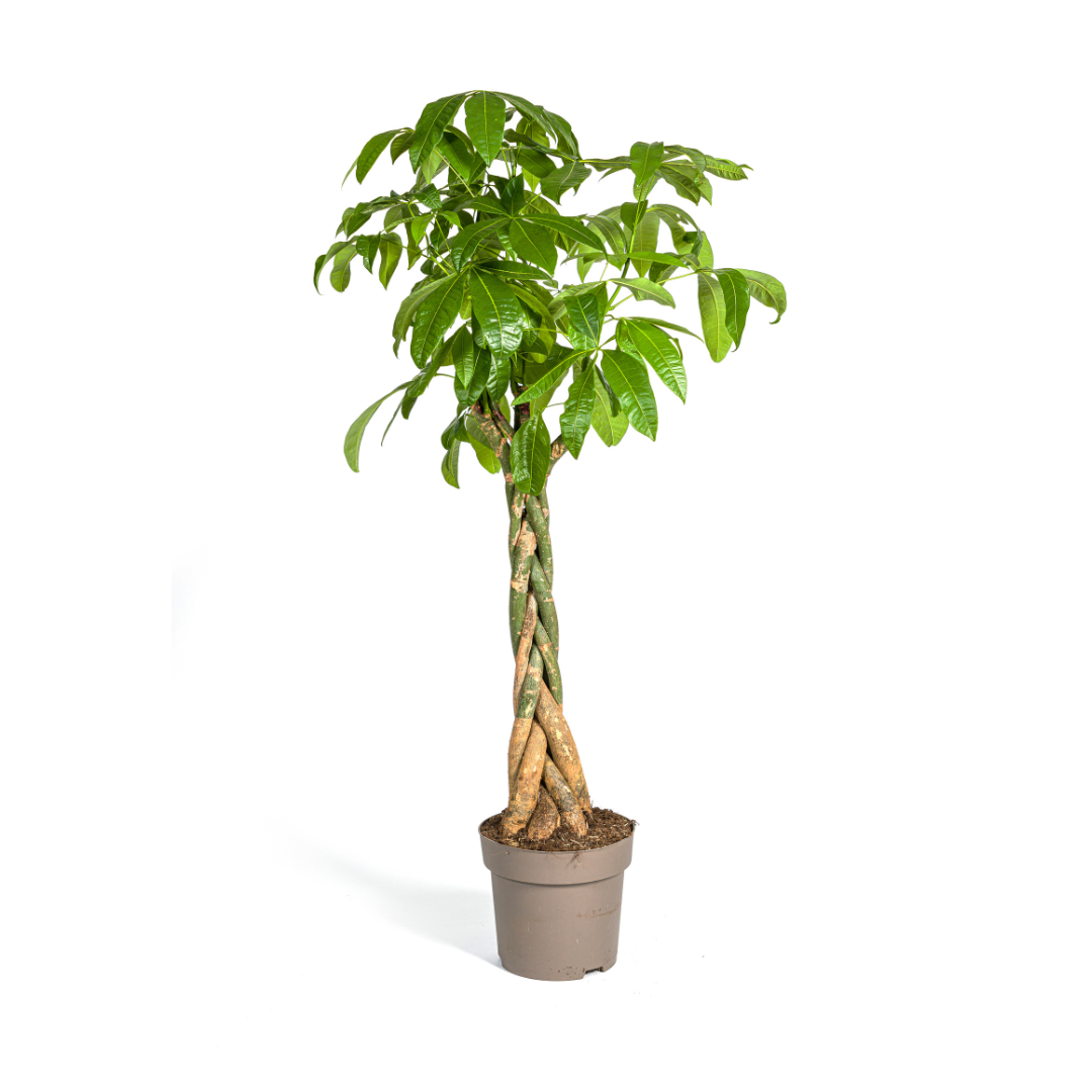 Pachira Aquatica | Kamerplant | Waterpalm