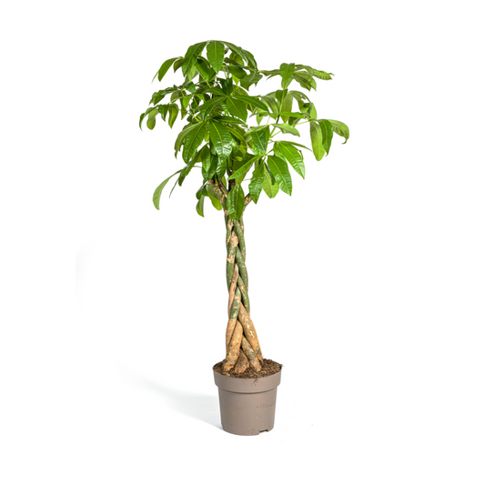 Pachira Aquatica | Kamerplant | Waterpalm