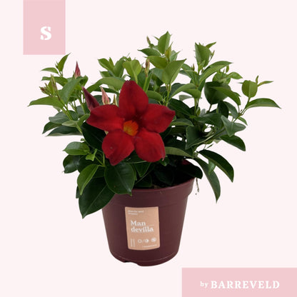Mandevilla 'Zomerville' Struik Rood - Ø14cm - ↕30cm