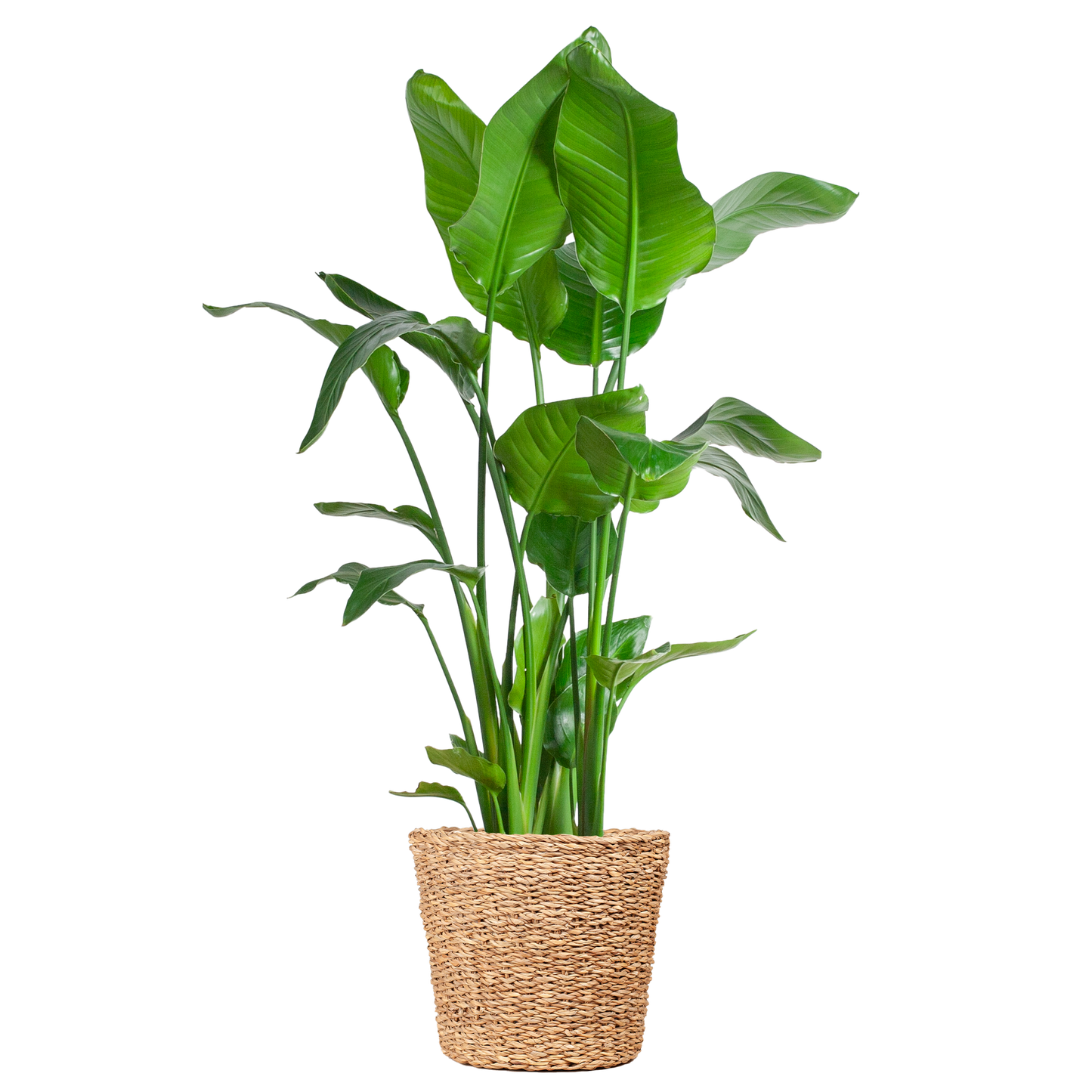 Strelitzia Nicolai XL met grote glanzende bladeren in Torun plantenmand, tropische kamerplant Ø27cm