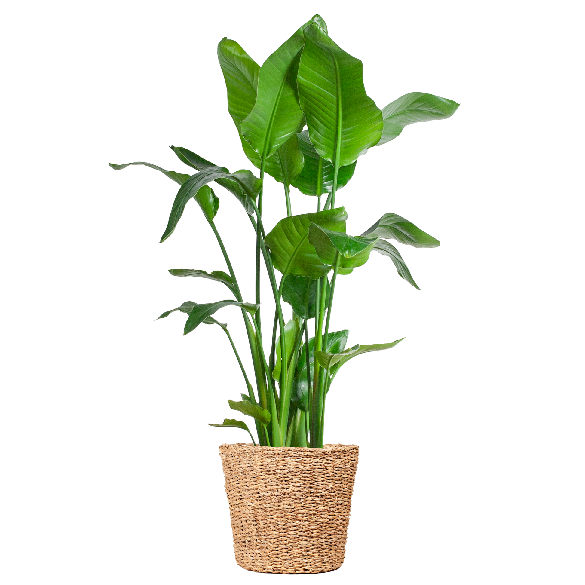 Strelitzia Nicolai XL met grote glanzende bladeren in Torun plantenmand, tropische kamerplant Ø27cm