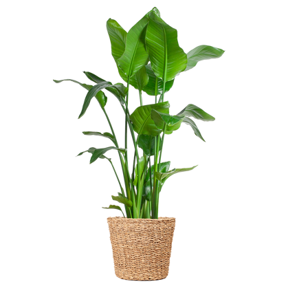 Strelitzia Nicolai XL met grote glanzende bladeren in Torun plantenmand, tropische kamerplant Ø27cm